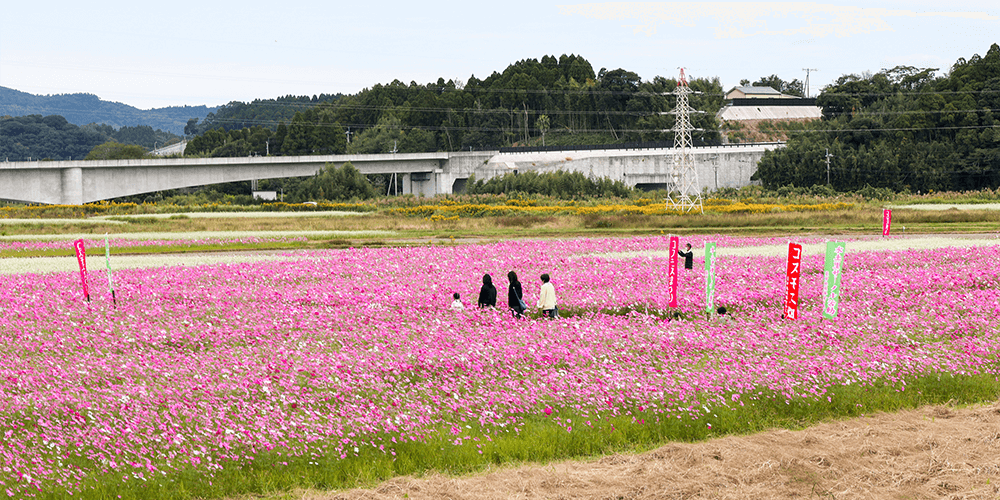 大崎町「菱田のコスモス畑」&周辺スポット