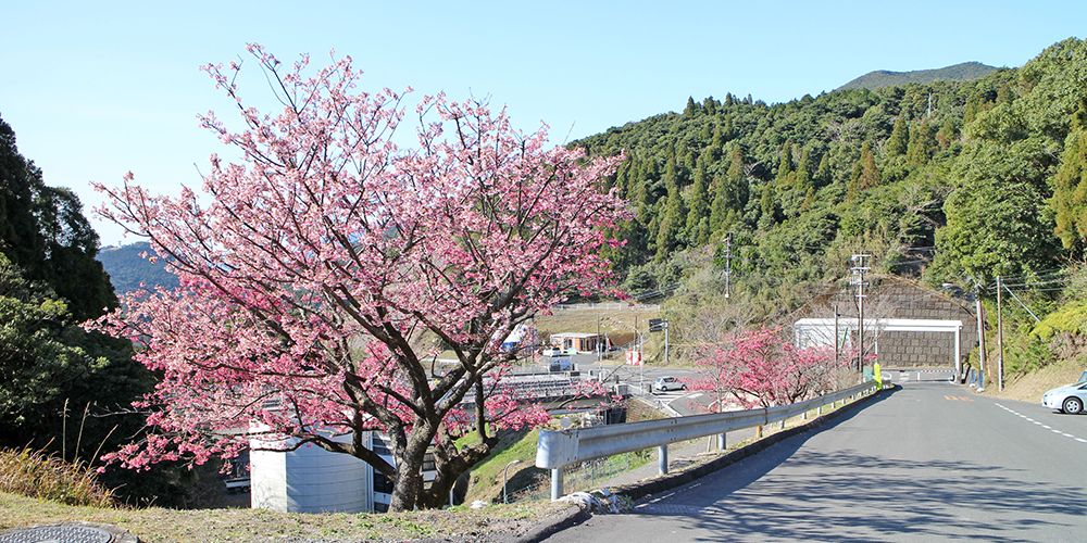 肝付町「ロケット桜」&周辺スポット