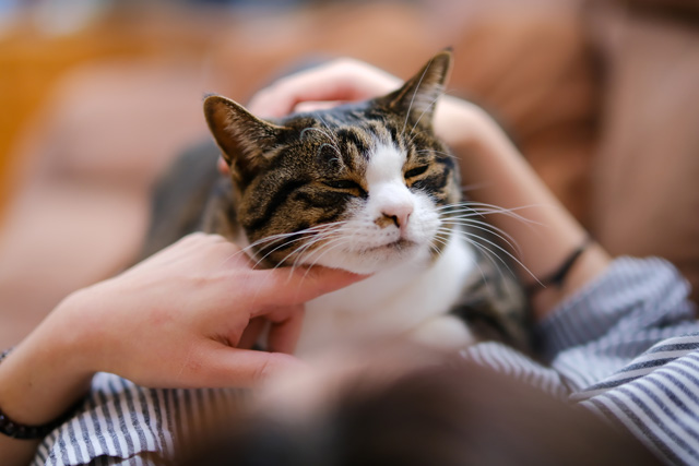 ペットを飼いたい気持ちに応える バーチャルなネコという新しい選択肢